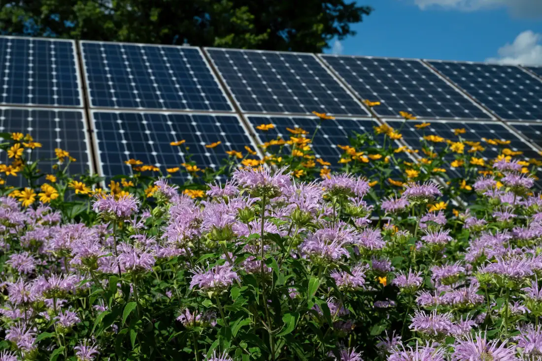 Panneaux solaires et pollinisation