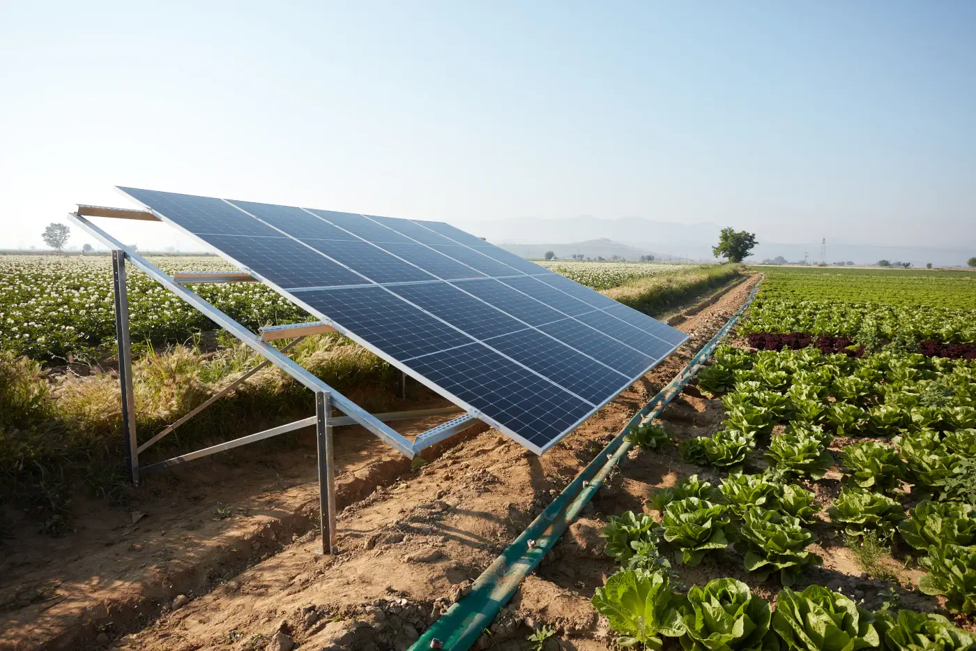 Serre solaire dans un champ de salades