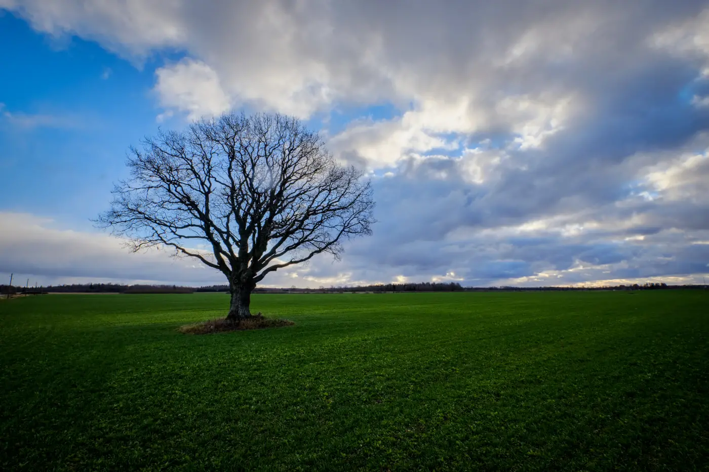 champ non constructible avec un grand arbre